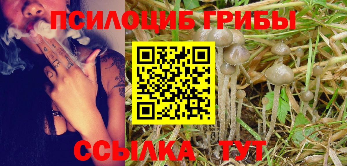 Псилоцибиновые грибы Psilocybe  Псилоцибиновые грибы прущие грибы  Холмск  Вход с VPN 